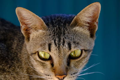 Close-up portrait of a cat