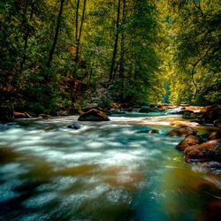 River flowing amidst trees in forest