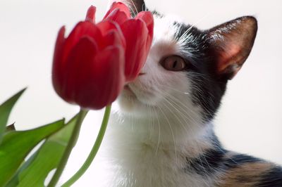 Close-up of cat with red flower