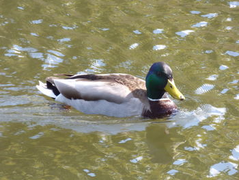 Duck swimming in lake