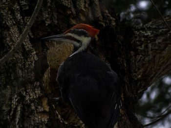 Close-up of bird on tree