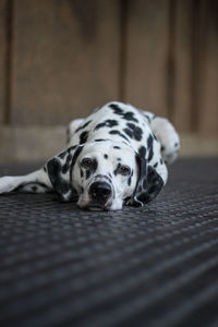 Close-up of dog - dalmatian lying down