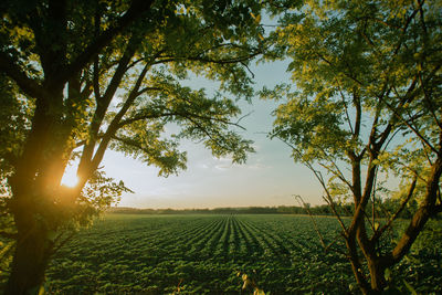 Scenic view of agricultural field against sky