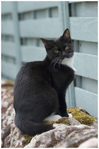Close-up of a cat looking away