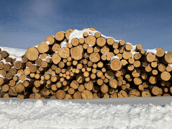 Stack of logs in forest