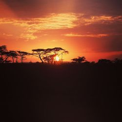 Silhouette of trees during sunset