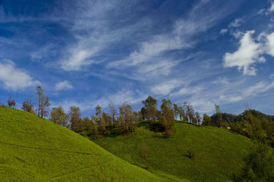 Scenic view of trees on field against sky