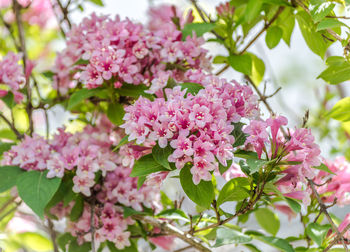 Close-up of pink cherry blossom