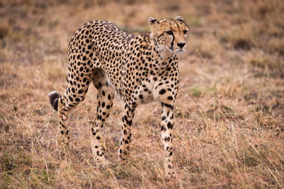 Cheetah walking on grassy field 