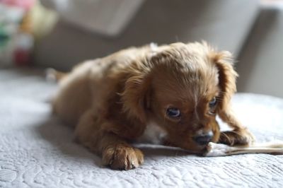 Close-up portrait of puppy lying on bed at home