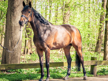 Horse standing in a field