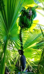 Close-up of a bird on tree