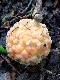 Close-up of mushrooms on ground