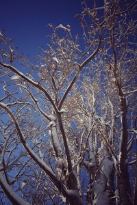 Low angle view of bare tree against clear sky