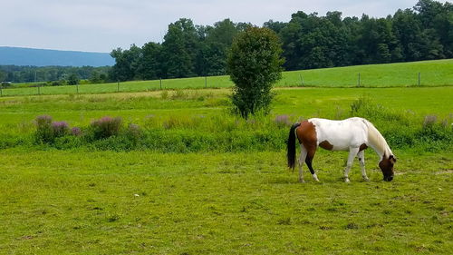 Horse grazing on field against sky