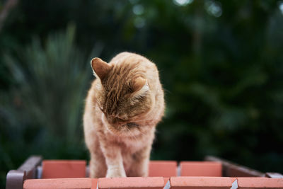 Cat on retaining wall