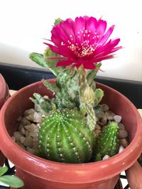 High angle view of succulent plant in pot