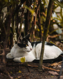 Cat relaxing on a land