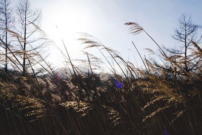 Low angle view of silhouette plants against sky