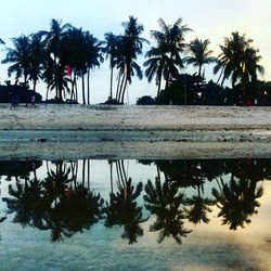 Palm trees on beach against sky