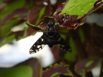 Close-up of insect on leaf