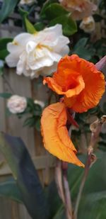 Close-up of orange flowering plant