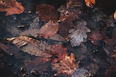 Close-up of dry autumn leaves