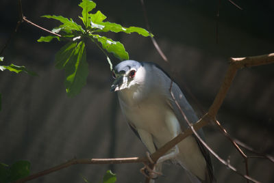 Low angle view of black crowned night heron perching on branch