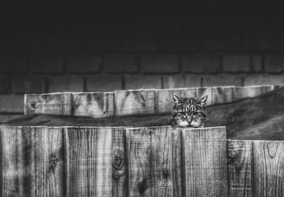 Close-up portrait of a cat against wall