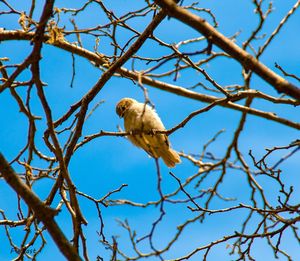 Low angle view of bird perching on branch