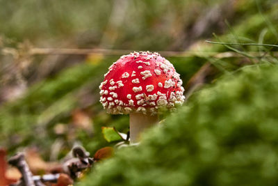 Close-up of fly agaric mushroom