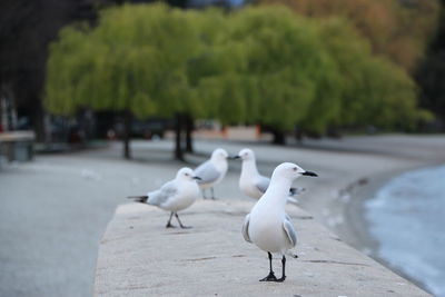 Seagulls perching on beach