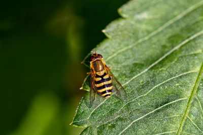 Close-up of insect on leaf