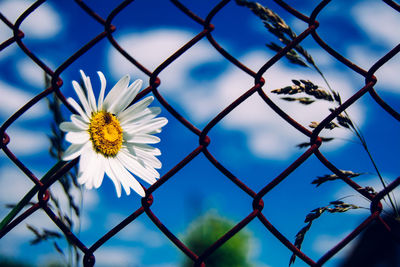 Close-up of a white flower against fence
