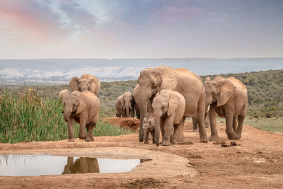 View of elephant on land against sky