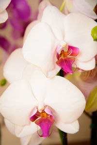 Close-up of pink orchid