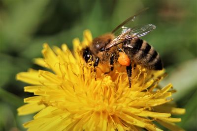 Close-up of bee pollinating on yellow flower