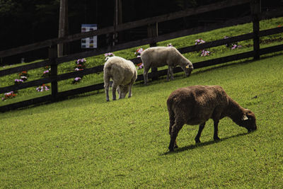 Sheep grazing on field at makaino ranch in shizuoka japan near mount fuji