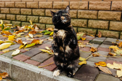 Black cat sitting on footpath during autumn