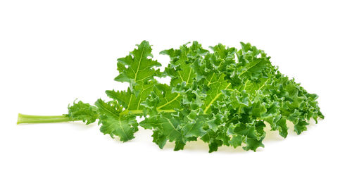 Close-up of fresh green plant against white background