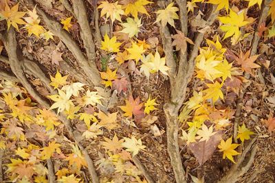 Close-up of yellow flowers during autumn