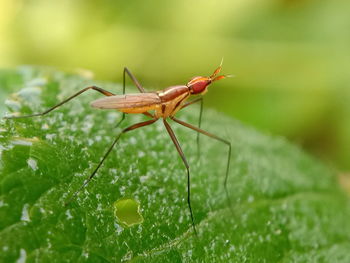 Close-up of insect on leaf