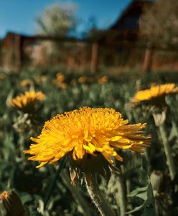 Close-up of yellow flower on field