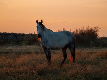 Horse standing in a field