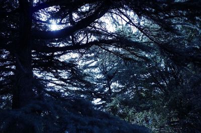Low angle view of trees in forest against sky