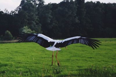 View of bird on grass against trees