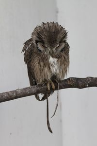 Low angle view of bird perching on branch