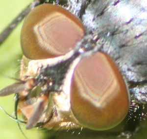Close-up of object on table
