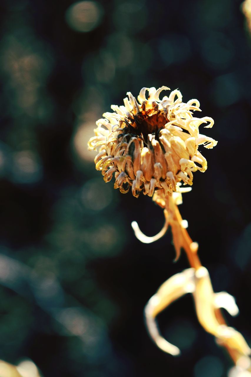 flower, focus on foreground, fragility, close-up, growth, beauty in nature, nature, freshness, petal, selective focus, flower head, insect, yellow, outdoors, stem, pollen, plant, blooming, day, branch