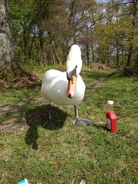 View of a bird on field